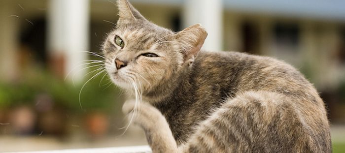 Panduan Tentang Ear Mites Pada Kucing