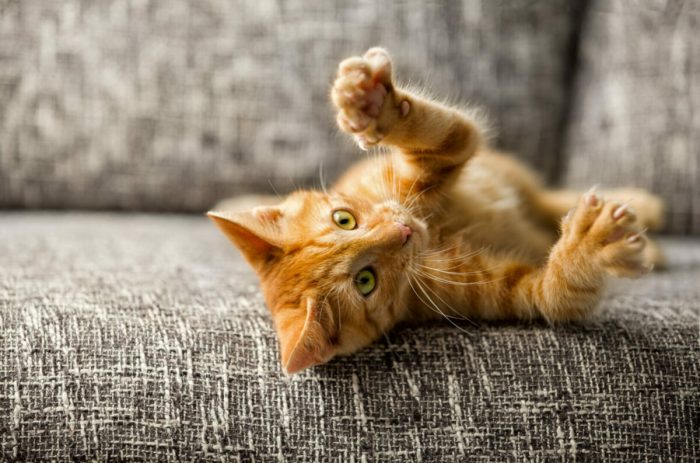 Maryland Akan Melarang Pelarangan Hewan Kucing